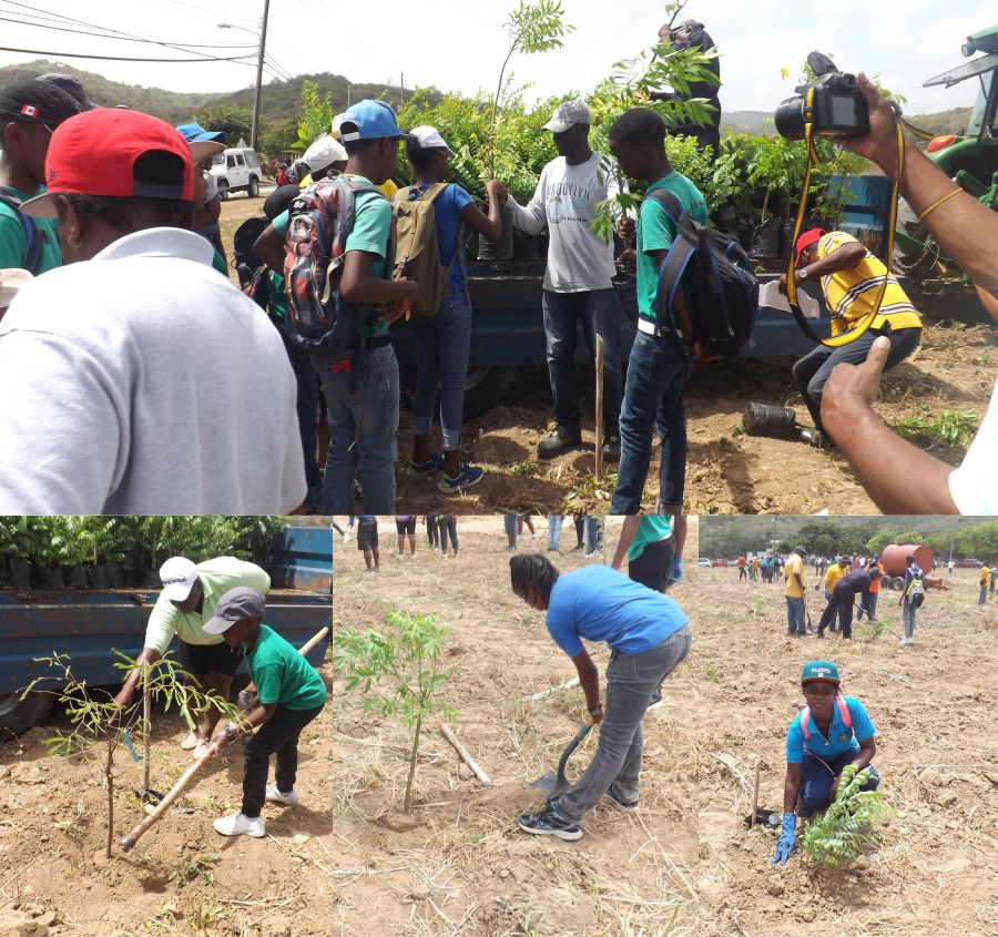 Barbadian Scouts continue planting Trees for the World!
