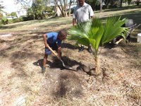 Trees For The World 2015 - Barbados